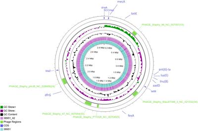 How to survive pig farming: Mechanism of SCCmec element deletion and metabolic stress adaptation in livestock-associated MRSA